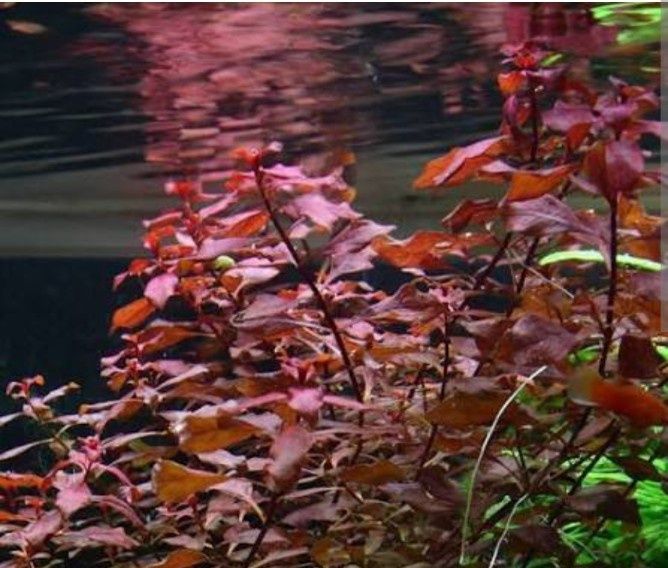 Растения для аквариума