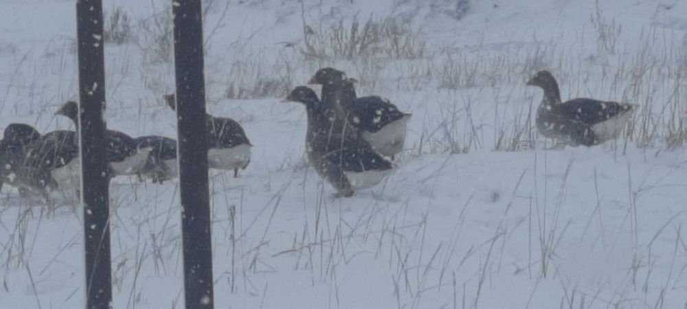 Продам домашних гусей