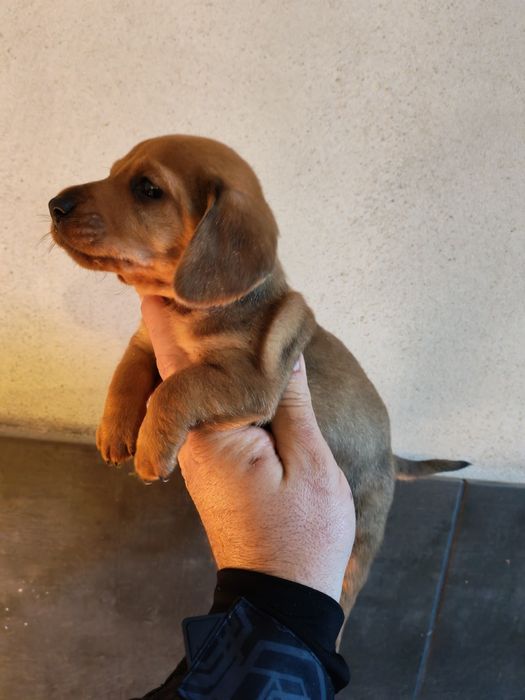 Teckel ros mini toy cu pedigree