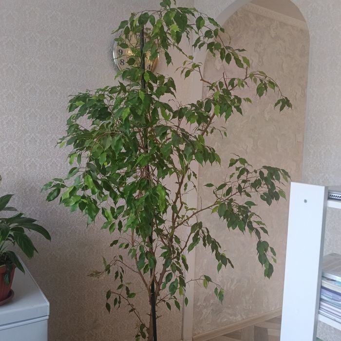 Продам срочно фикус бенжамина