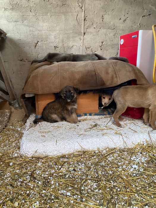 отдам щенков в дрбрые руки