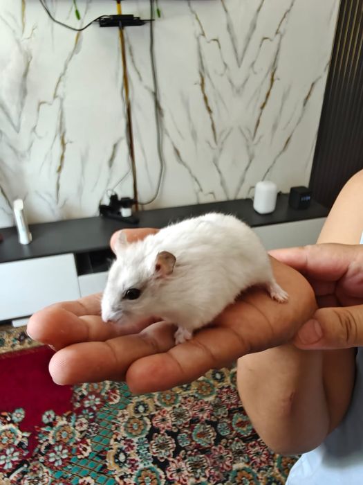 Продаётся джунгарский хомяк со всем необходимым.