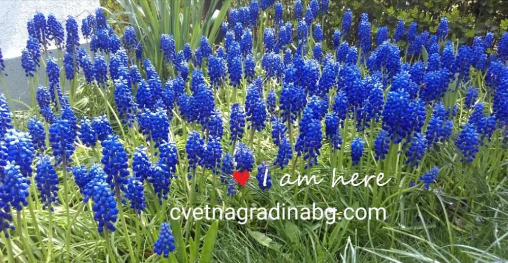 Мускари - син килим в Вашия двор