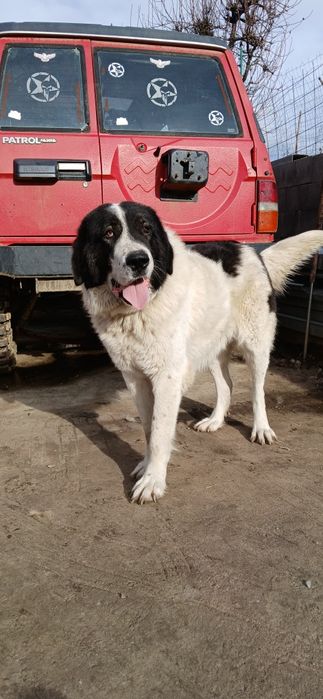 Ciobanesc românesc de Bucovina