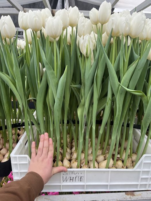 Тюльпаны оптом и в розницу