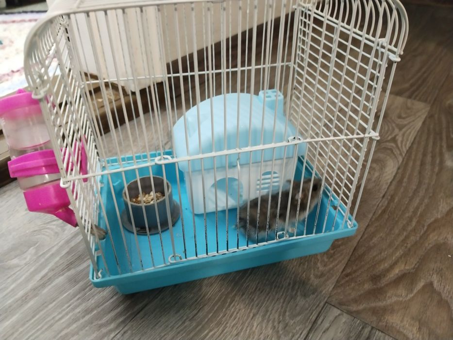 Хомяк джунгарский (девочка) вместе с клеткой