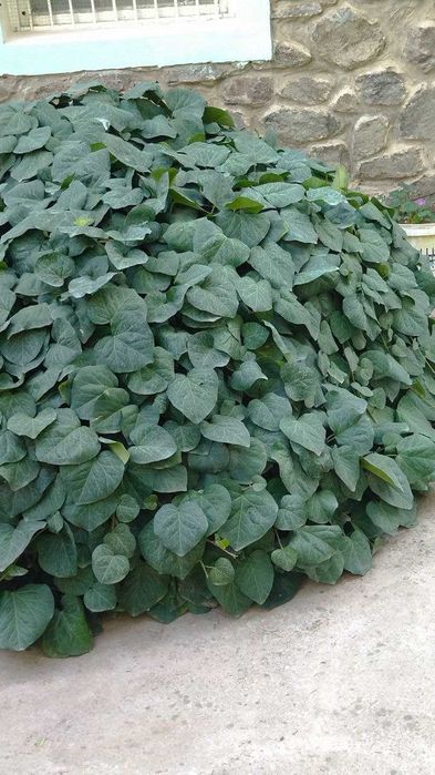 Декоративные растения