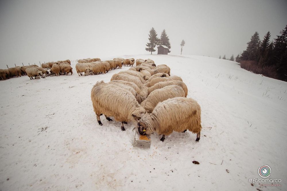 Turmă de oi de vânzare!