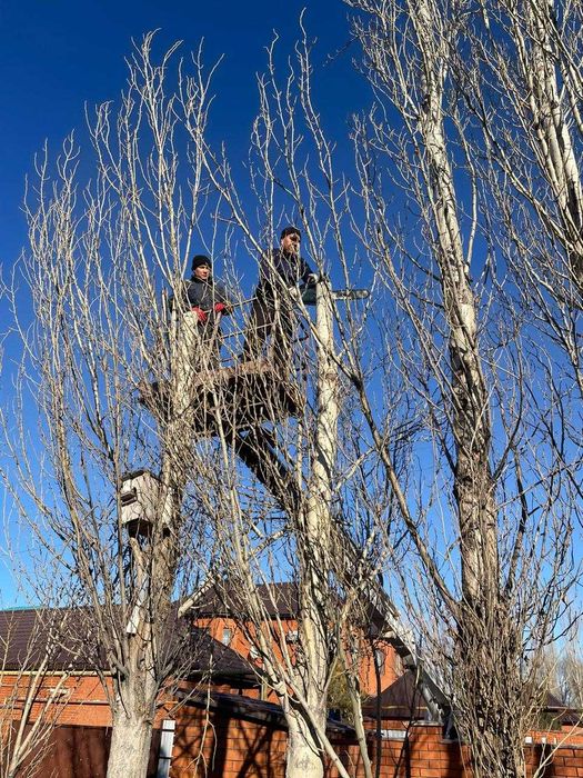 Спил  обрезка деревьев в Актобе