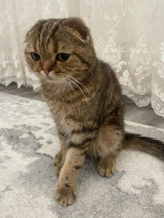 Pradayotsa koshka 7 meses