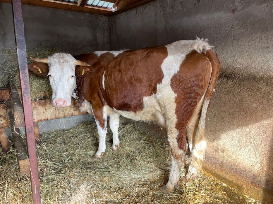 Vând două vaci, împreună sau separat