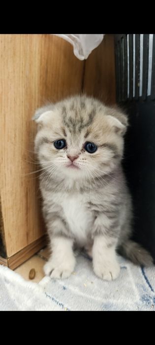 Продаётся котята