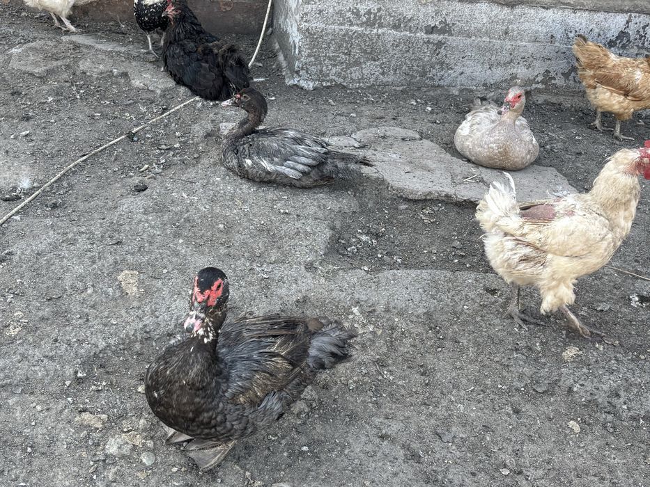 Продам индоуток хорошие крупные