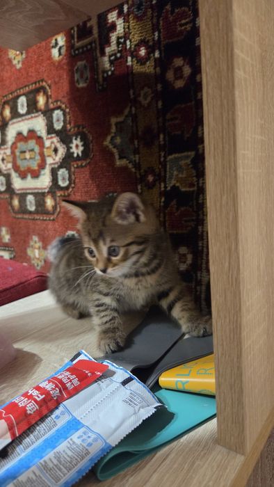 Отдам котят черные и серые