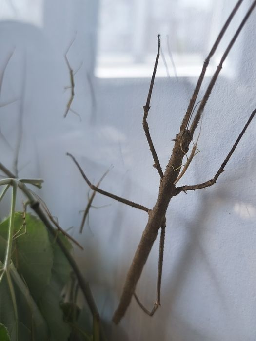 Анамски/виетнамски пръчки (medauroidea extradentata)