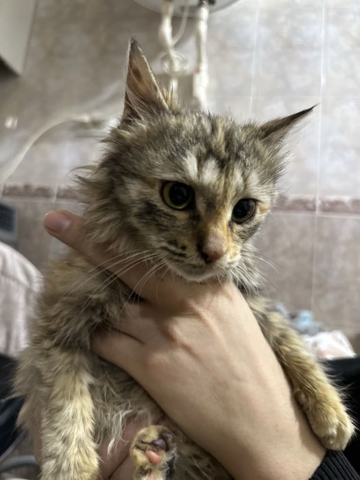 Котенок в хорошие руки