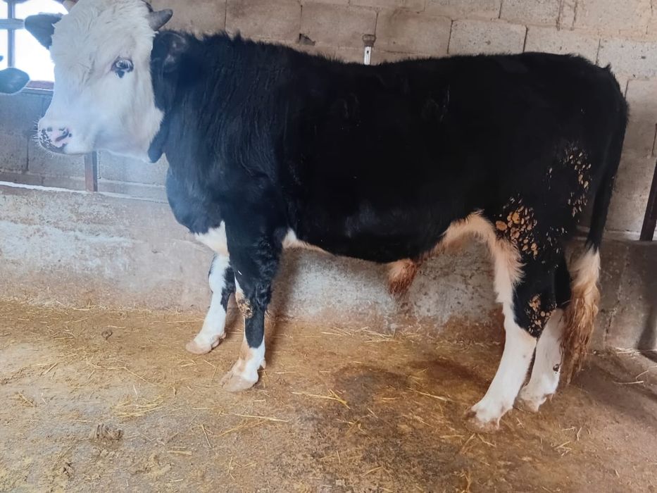 Бұқа сатылады 9 бас