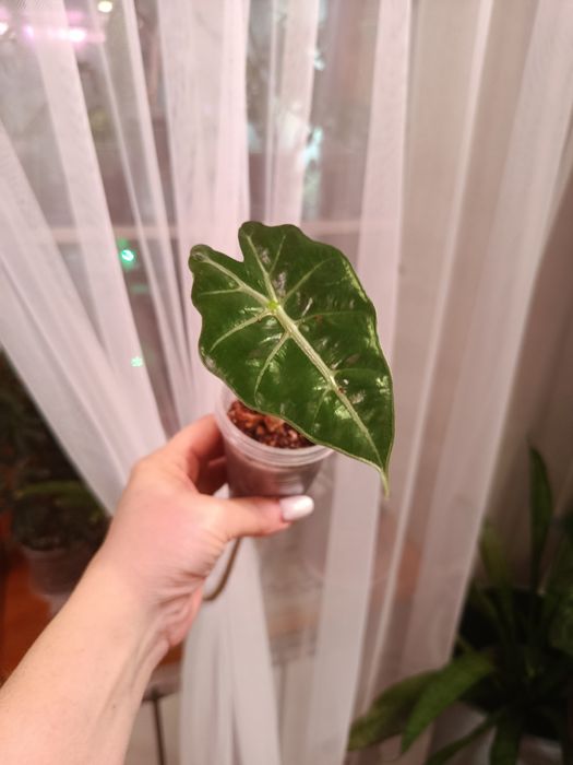 Продам комнатные цветы