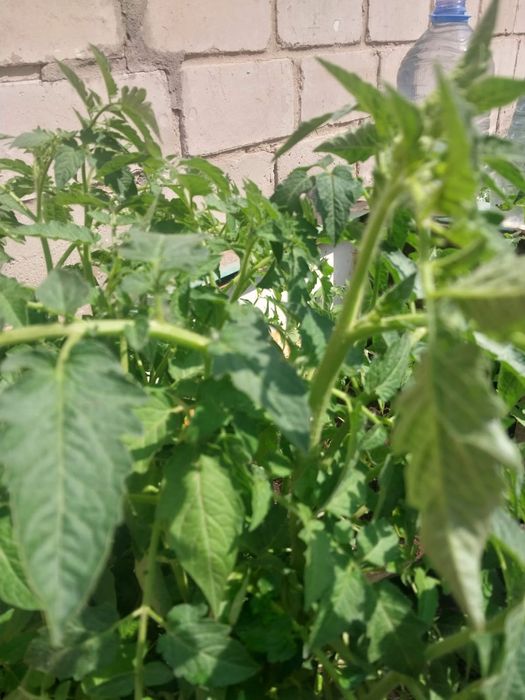 Продам рассаду помидоров