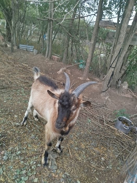 Țap alpin francez. De  vânzare