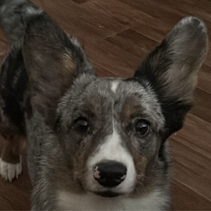 Мальчик для случки