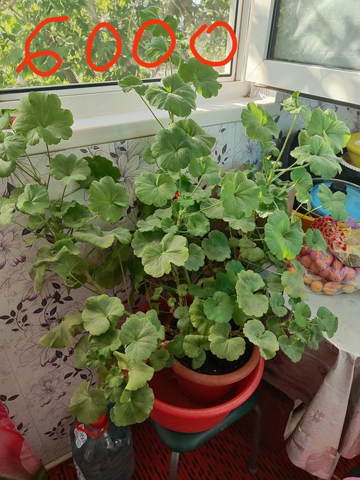 Продам цветы домашние Алое, Герань