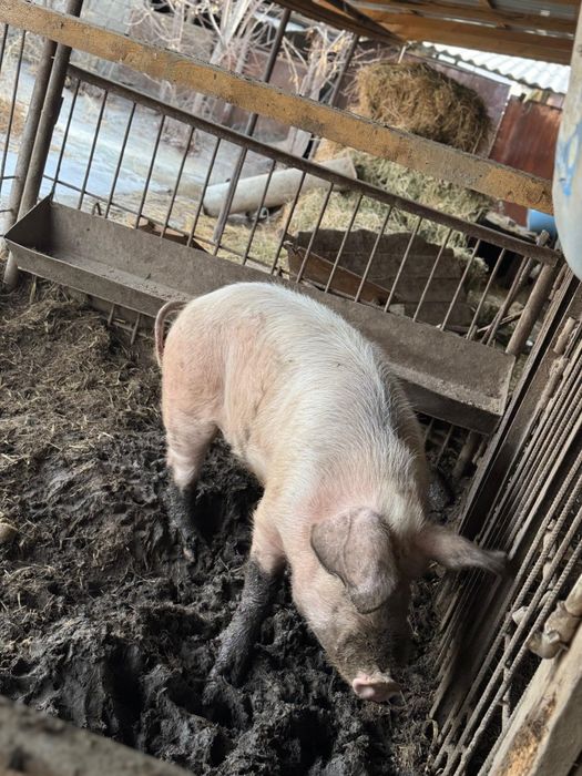 Продам кабана производителя