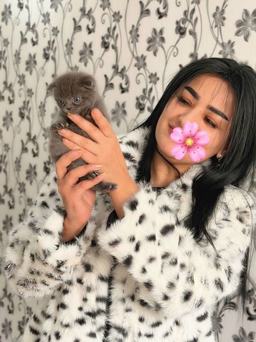 Zotli toza qon mushukchalar