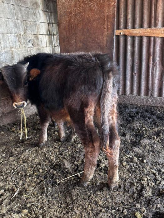 7 бас еркек бұзаулар