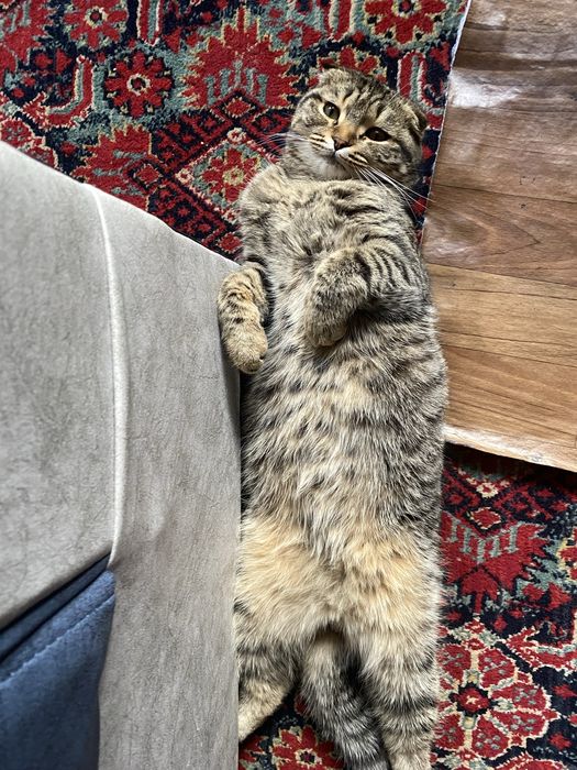 мушук, срочно сотилади