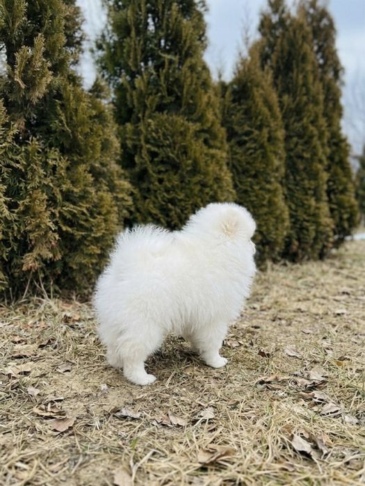 Pomeranian alb mini