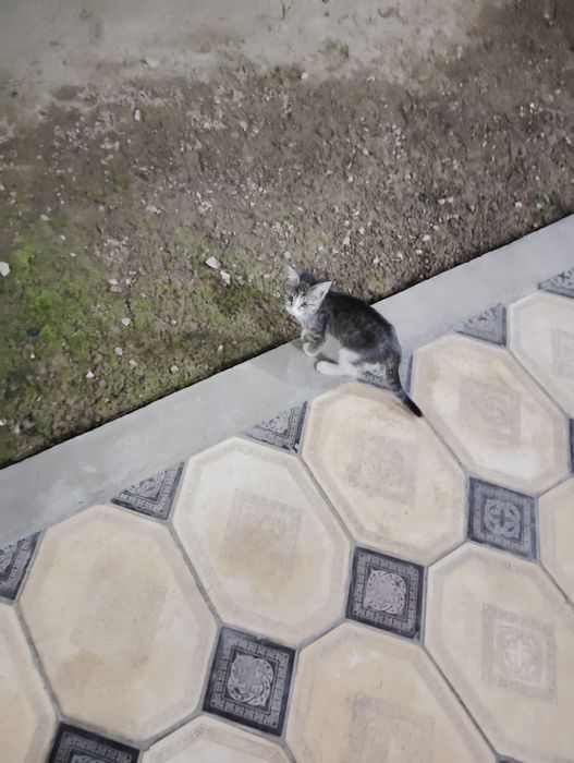 Mushuk 1.5oylik yaxshi boqadigan odamgaberaman