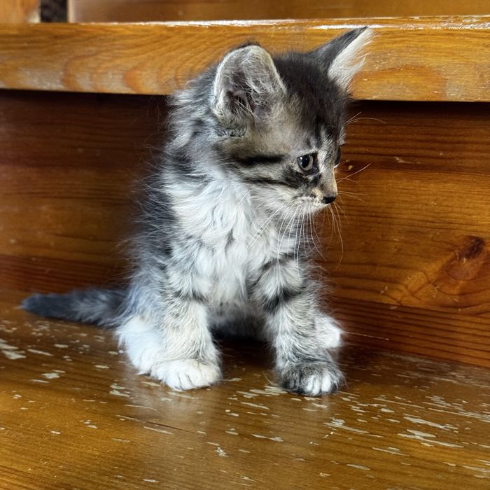Отдам котят в добрые руки