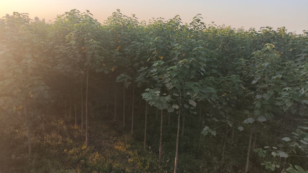 Огромная дача 2га