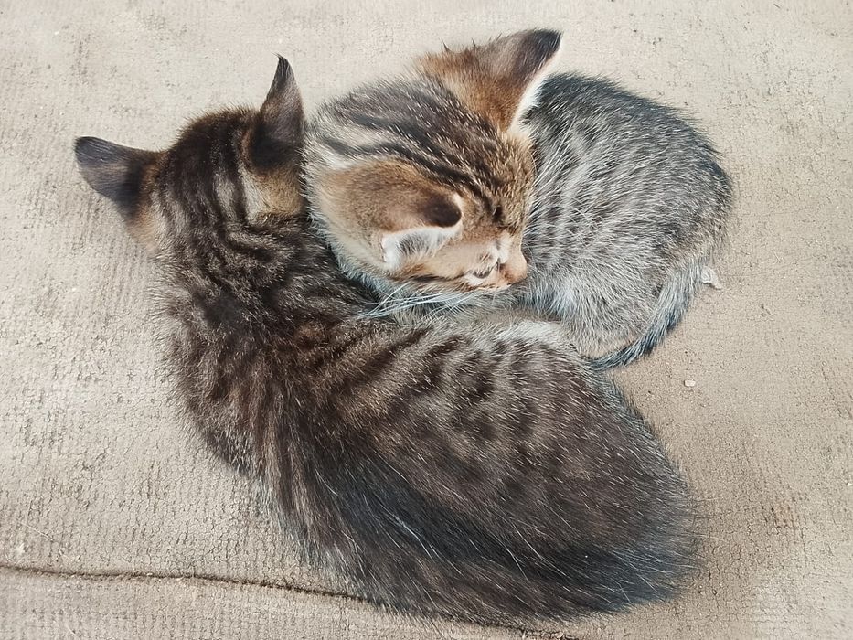 бесплатно отдам котят в добрые руки