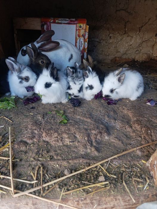 Quyon bollari sotiladi