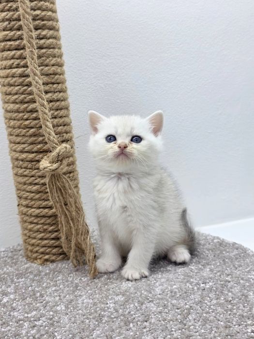 Кошечка ШотландСкая '