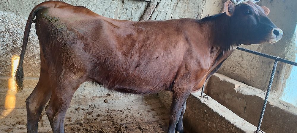 Ona bola sigir sotiladi ikkinchi tugushi bolasi hokizcha