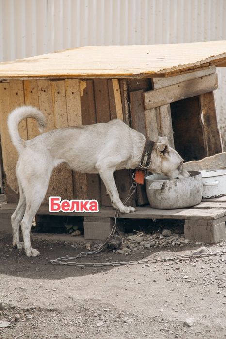 Дарю в добрые и ответственные руки