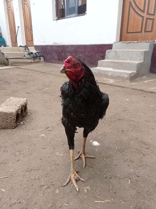 Dakan xoroz sotiladi