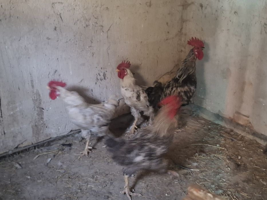 Продам  Петух три штук