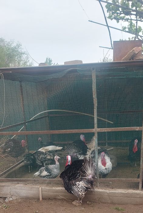 Курка тухумлари сотилади свежий 10 та тугадигон бор