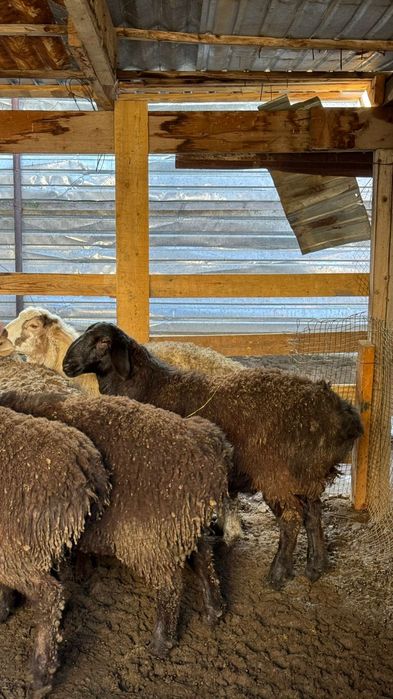 Кой сатам , продам баран