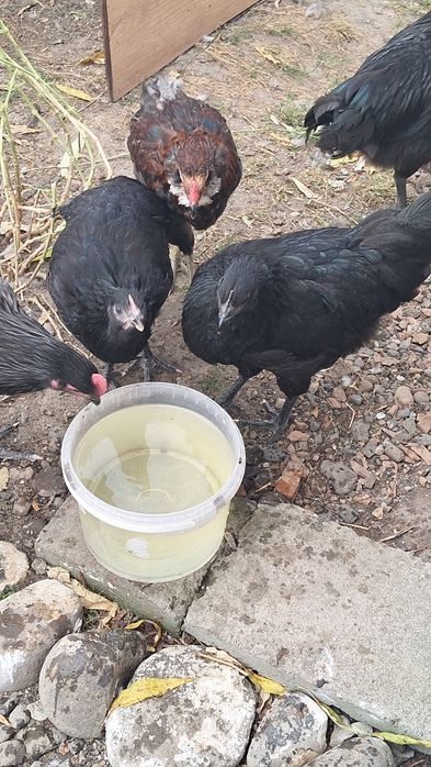 Puicute si cocosi Australorp