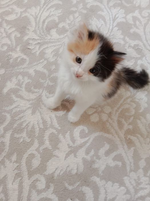 Отдам в добрые руки