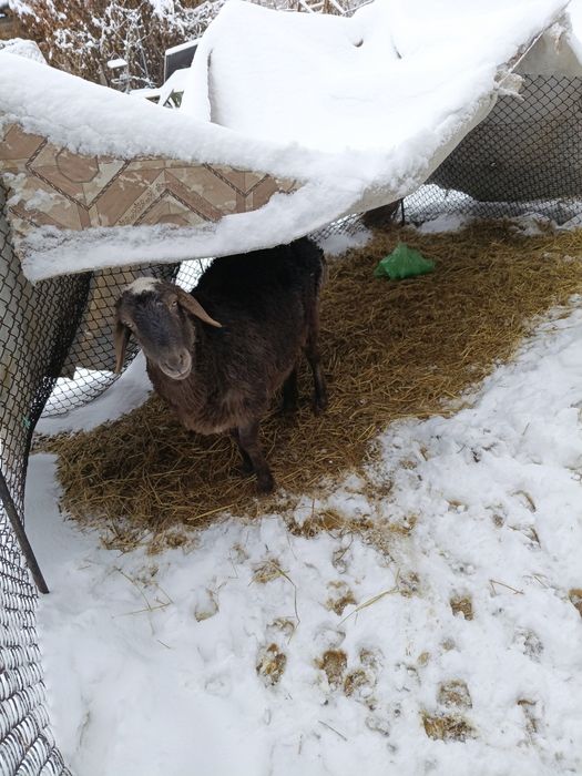 Продам срочно баранов парочку