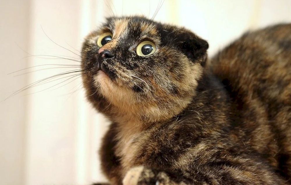 Продам девочку скоттиш фолд