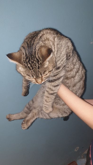 Найден кот ул.Жубанова