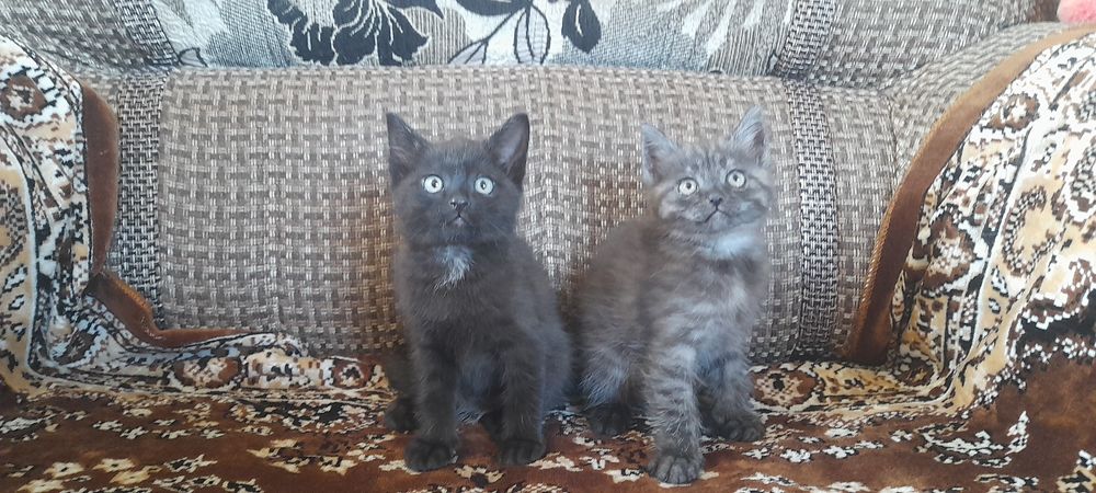 Отдам котят в добрые руки
