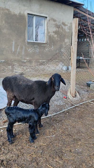 Қозылы қой сатылады